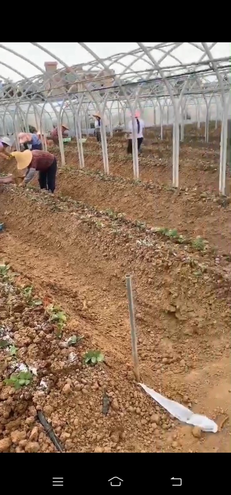 玫瑰苗四季玫瑰花小苗一年四季开花，一年四季可栽种