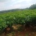 海南精品平安树基地直发大量供货量大从优欢迎联系