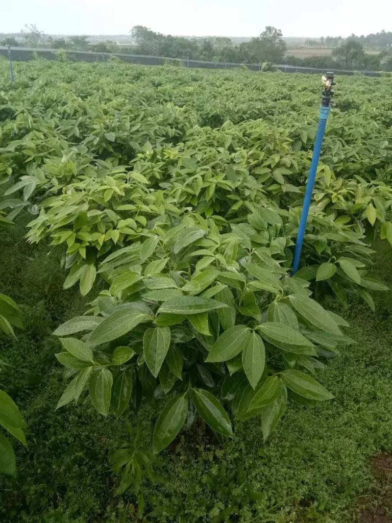 海南精品平安树基地直发大量供货量大从优欢迎联系