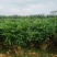 海南精品平安树基地直发大量供货量大从优欢迎联系