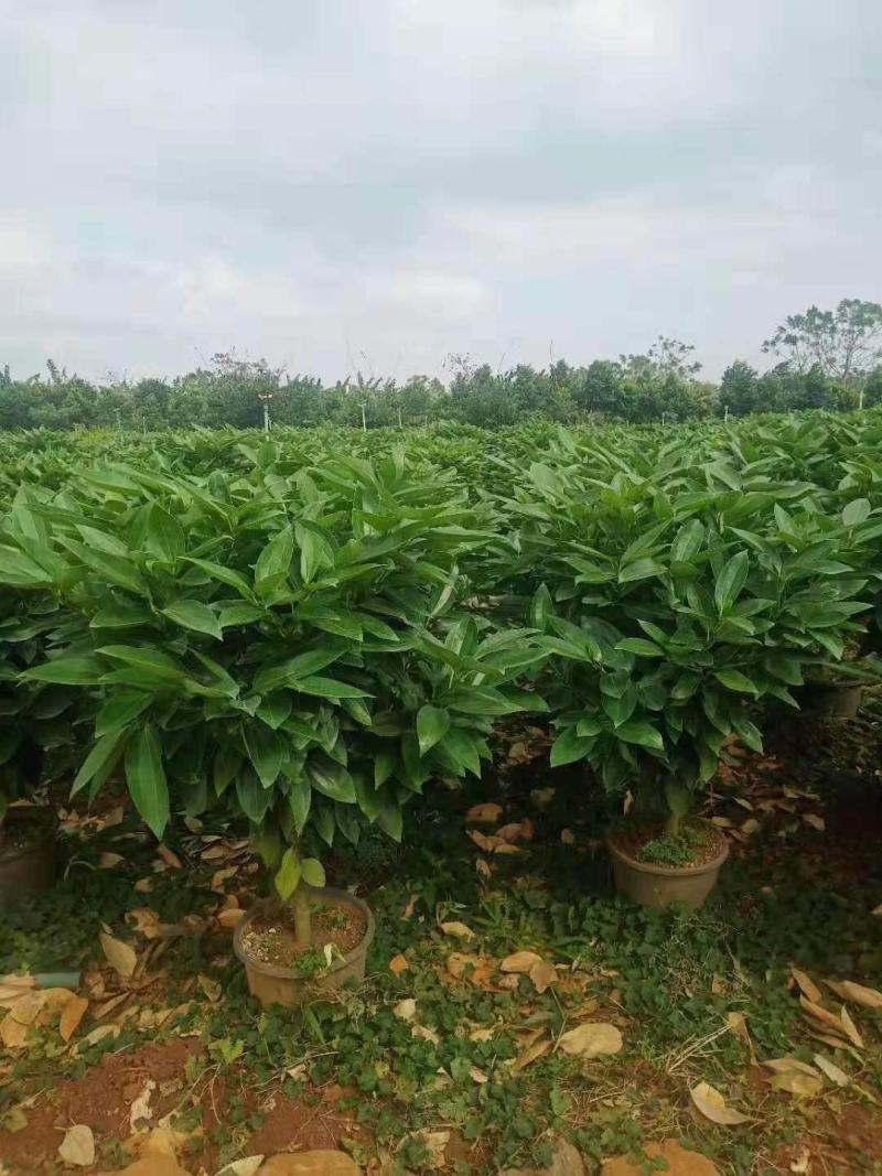 海南精品平安树基地直发大量供货量大从优欢迎联系
