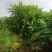 海南精品平安树基地直发大量供货量大从优欢迎联系