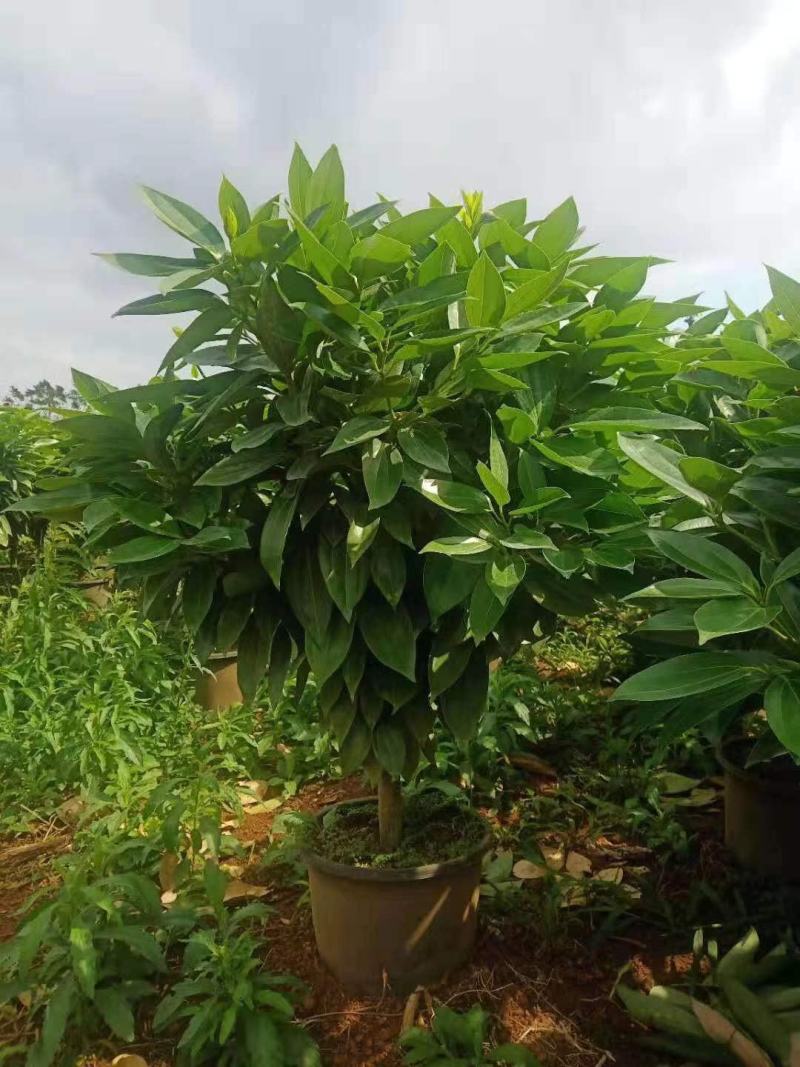 海南精品平安树基地直发大量供货量大从优欢迎联系