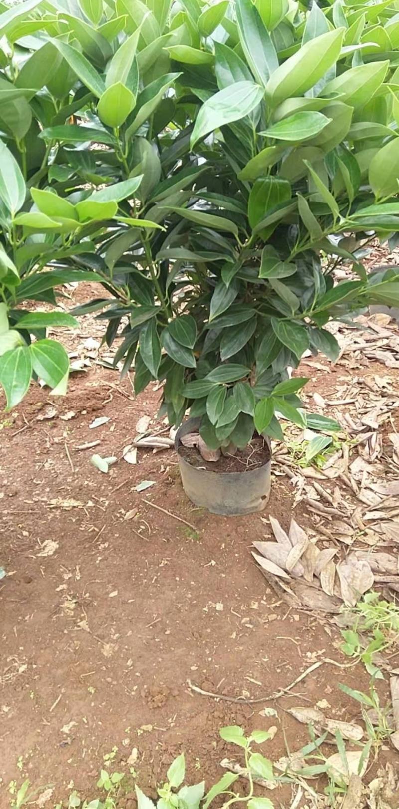 海南精品平安树基地直发大量供货量大从优欢迎联系