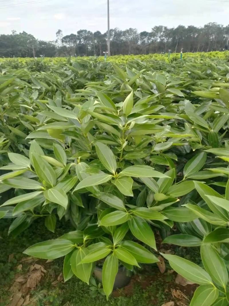 海南精品平安树基地直发大量供货量大从优欢迎联系