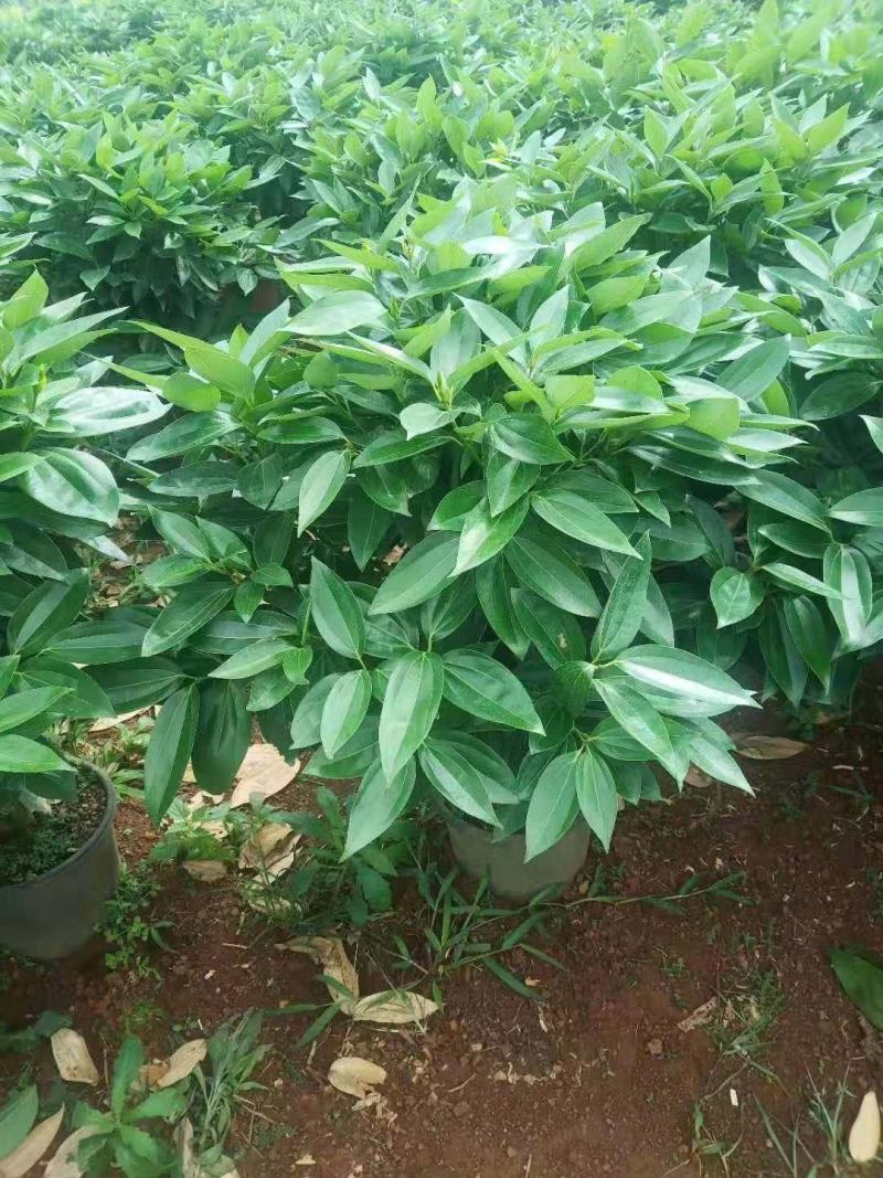海南精品平安树基地直发大量供货量大从优欢迎联系