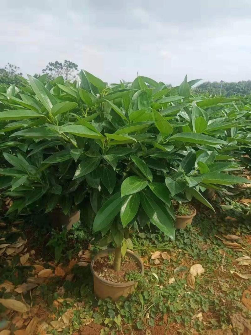 海南精品平安树基地直发大量供货量大从优欢迎联系