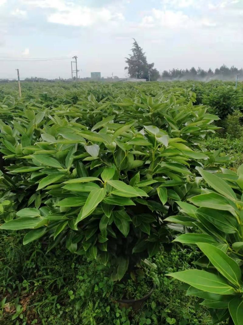海南精品平安树基地直发大量供货量大从优欢迎联系
