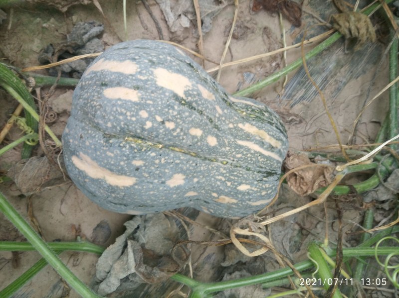 金香南瓜基地直接供应外贸货源量大优惠价格合理协商