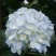 【精品】云南无尽夏绣球苗，八仙花苗，欢迎选购，量大从优