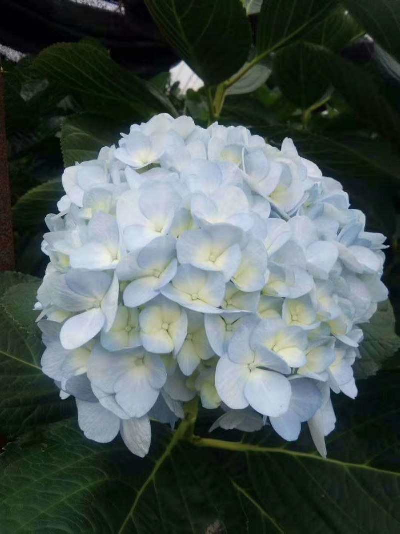 【精品】云南无尽夏绣球苗，八仙花苗，欢迎选购，量大从优