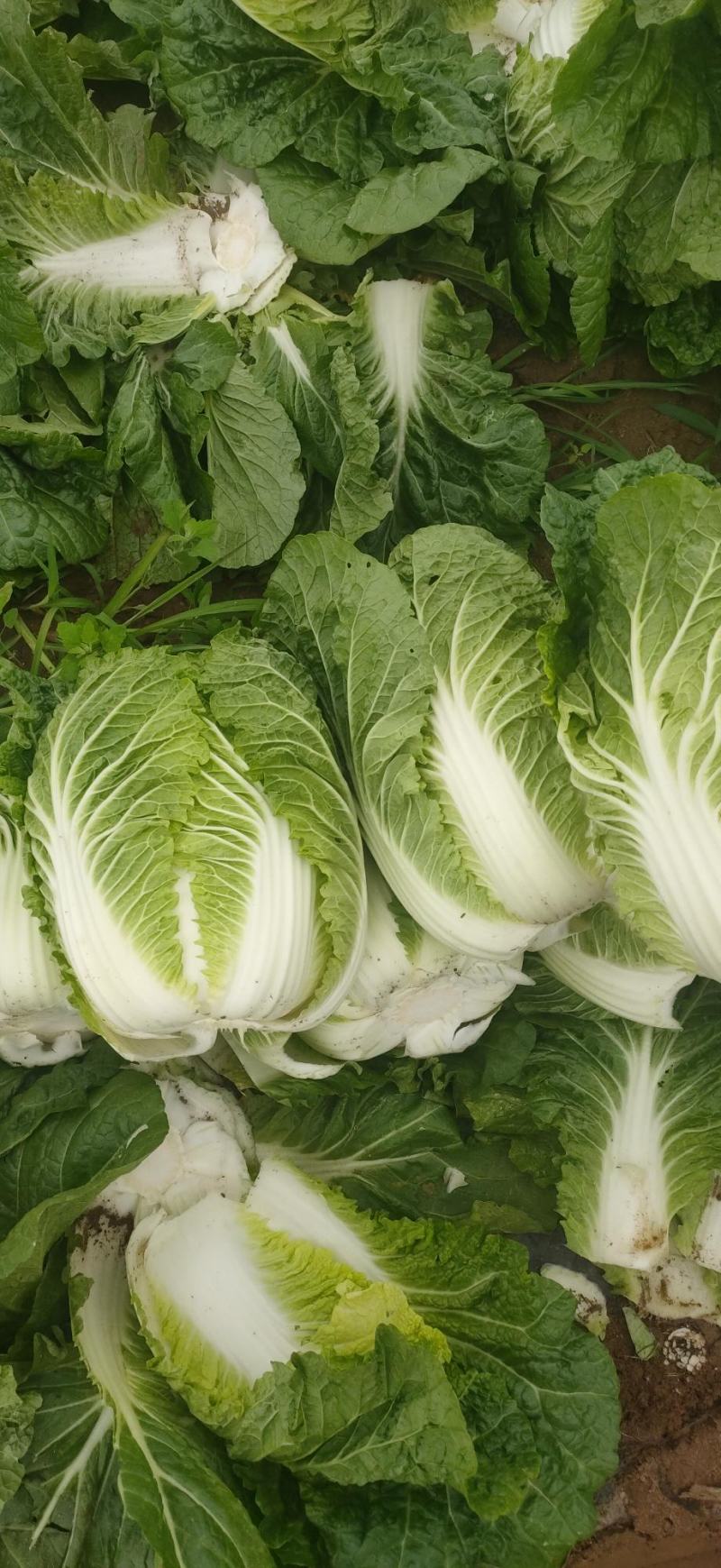 黄心大白菜精品玲珑黄质量保证