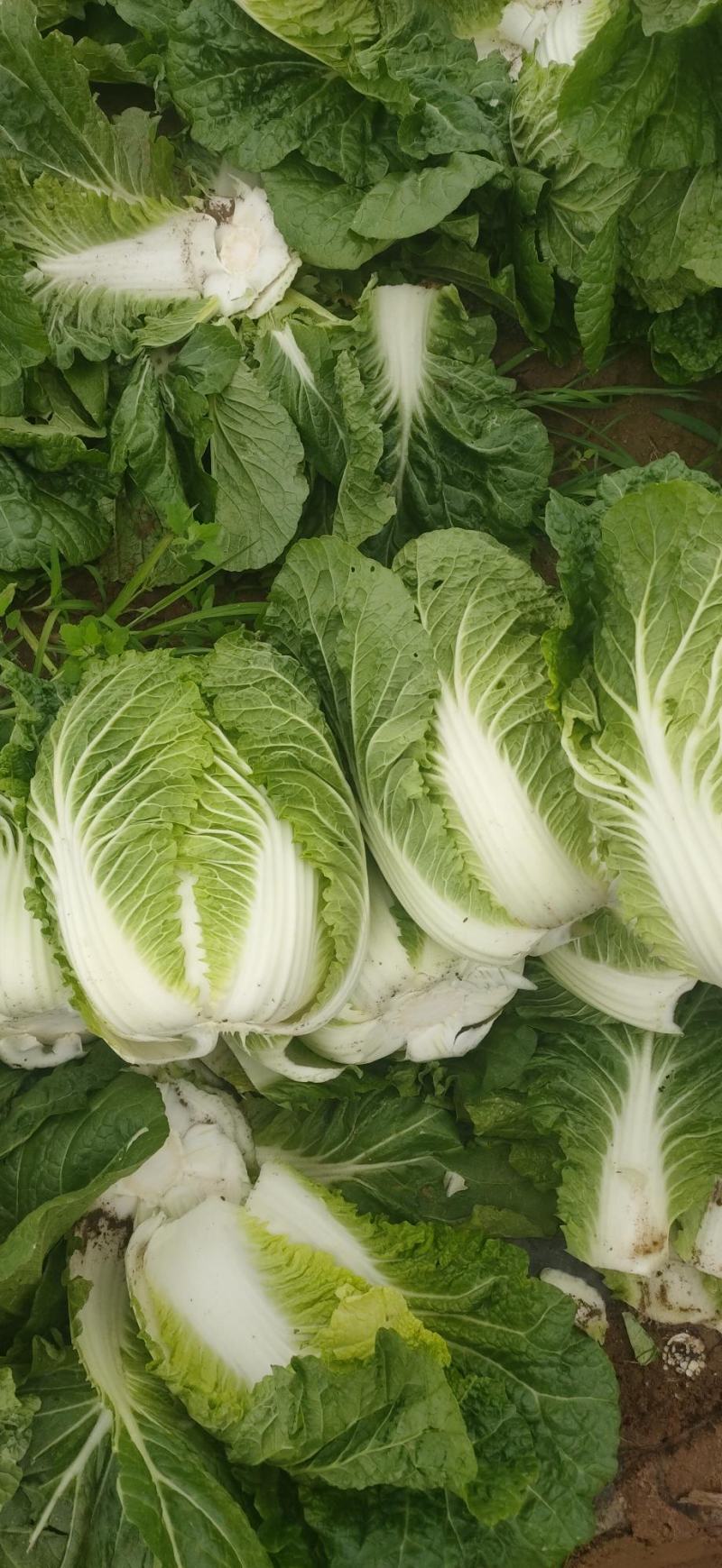 黄心大白菜精品玲珑黄质量保证