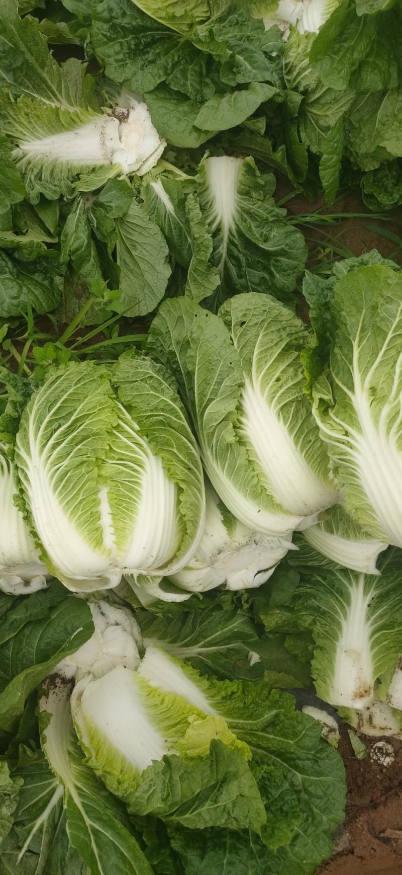 黄心大白菜精品玲珑黄质量保证