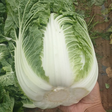 黄心大白菜精品玲珑黄质量保证