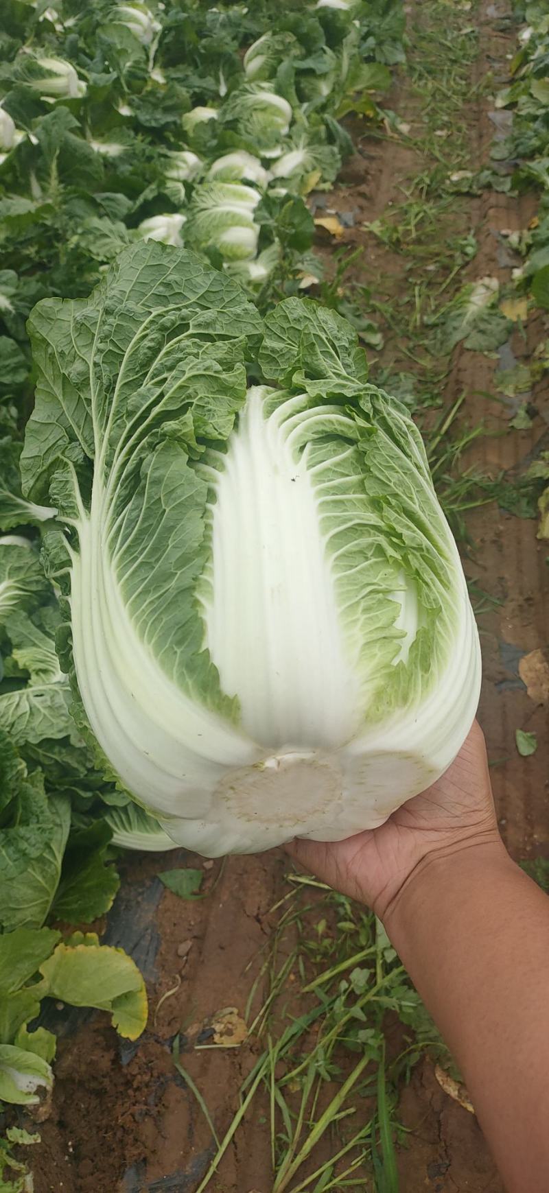 黄心大白菜精品玲珑黄质量保证