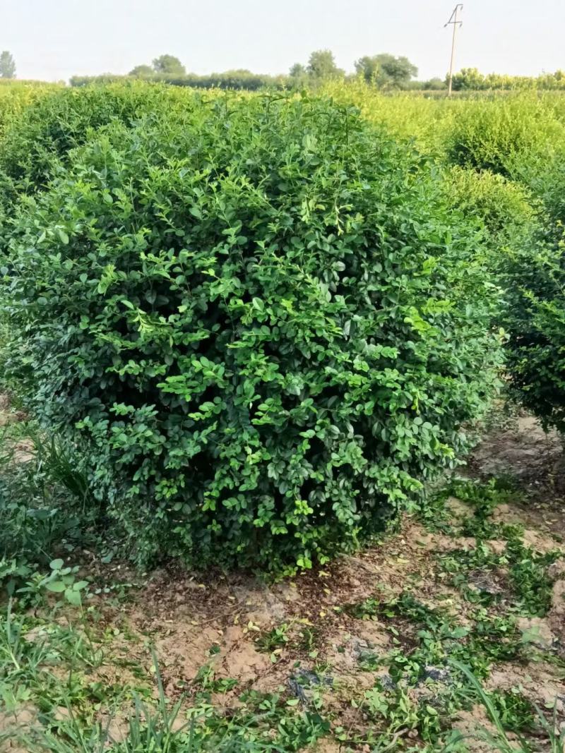 小叶女贞球冠幅100厘米基地直供精修精剪