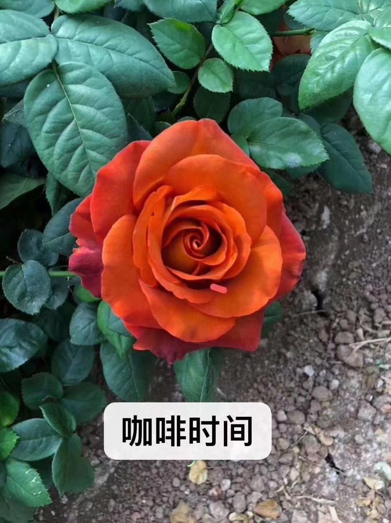 正品云南玫瑰花苗10~20cm，一年四季开花，欢迎订购