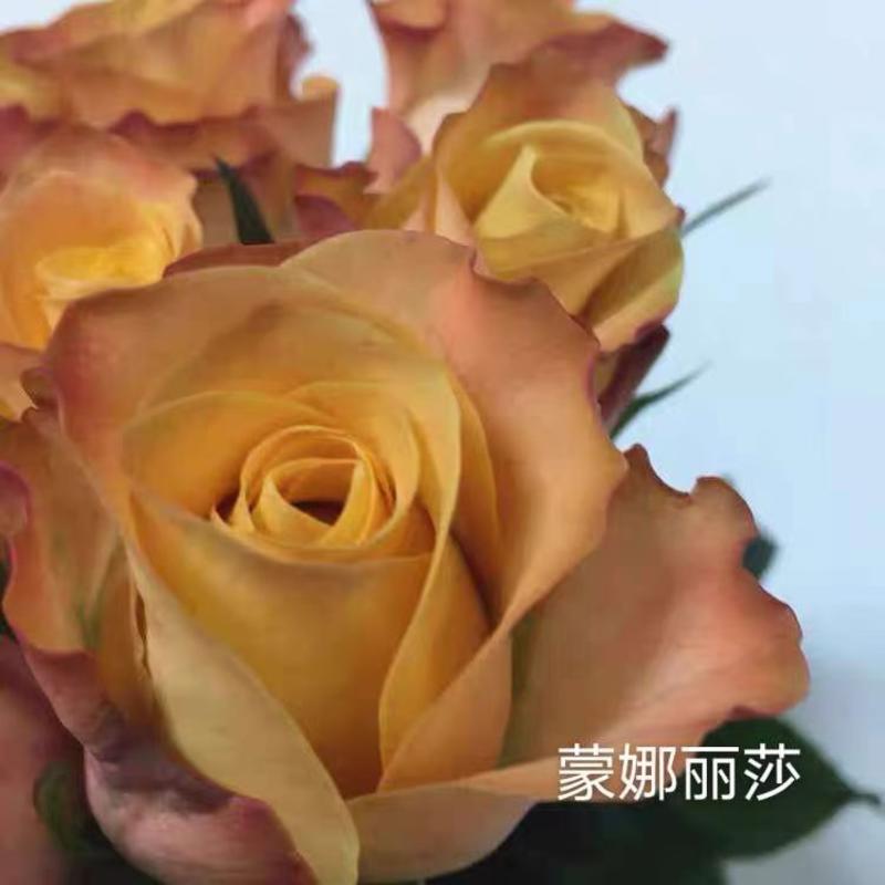 正品云南玫瑰花苗10~20cm，一年四季开花，欢迎订购