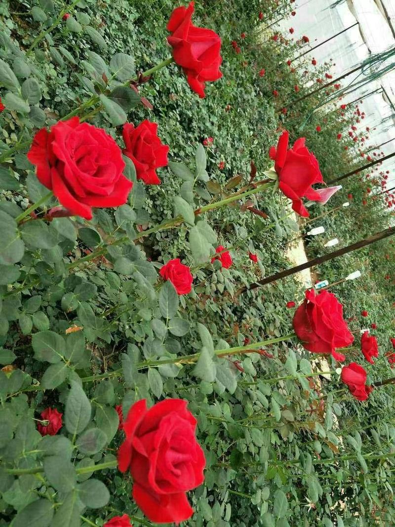 正品云南玫瑰花苗10~20cm，一年四季开花，欢迎订购