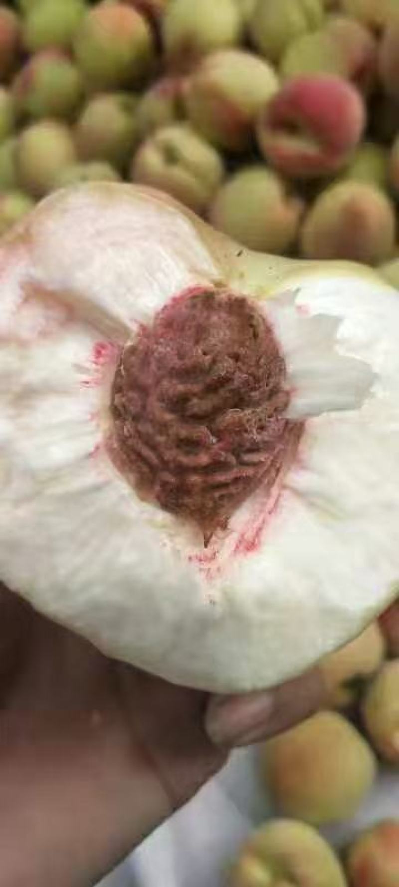 北京十四号離核桃大量上市
