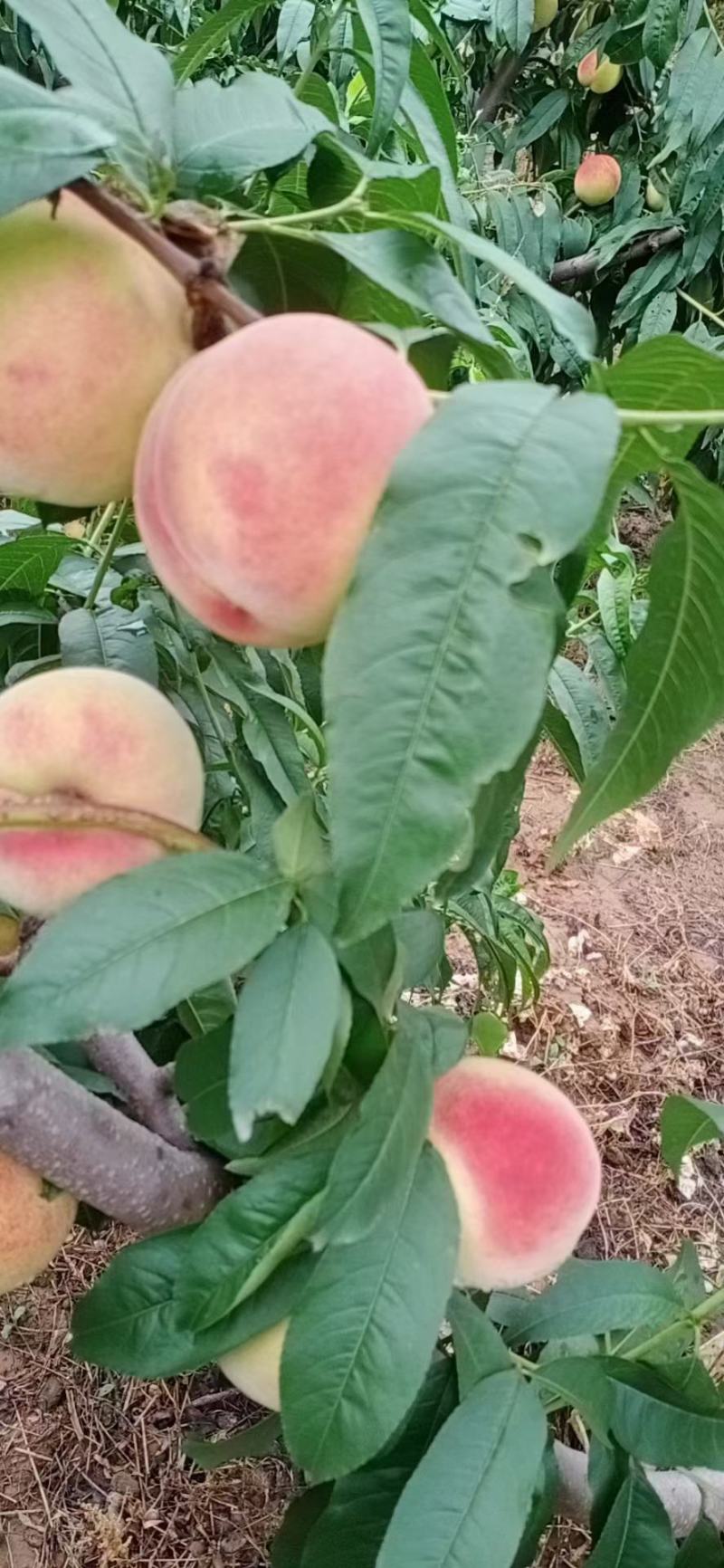 北京十四号離核桃大量上市