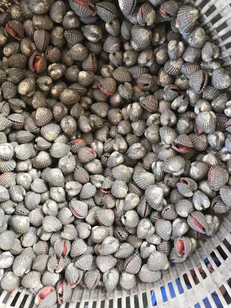 血蛤蜊血贝血钳鲜活发货江苏连云港海头直发