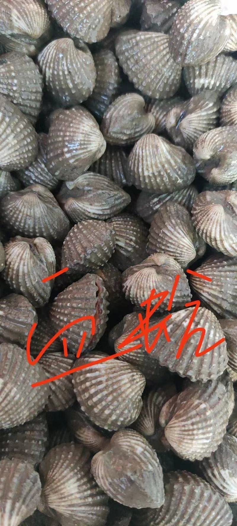 血蛤蜊血贝血钳鲜活发货江苏连云港海头直发