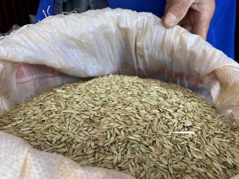 云南本地大麦