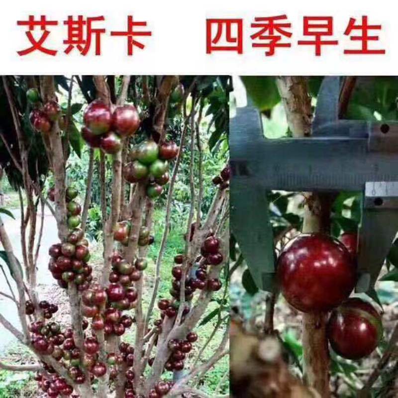 树葡萄台湾艾斯卡沙巴嘉宝果树苗四季开结果庭院盆栽四季种植