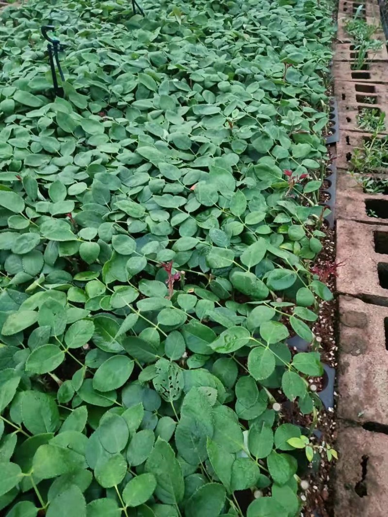 量大从优，自产自销玫瑰月季花小苗10_15公分，四季开花