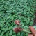 量大从优，自产自销玫瑰月季花小苗10_15公分，四季开花