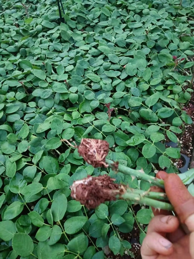 量大从优，自产自销玫瑰月季花小苗10_15公分，四季开花