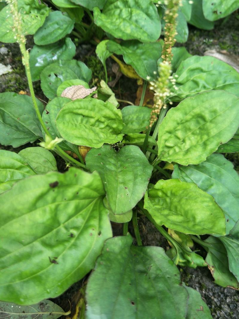 野生车前草