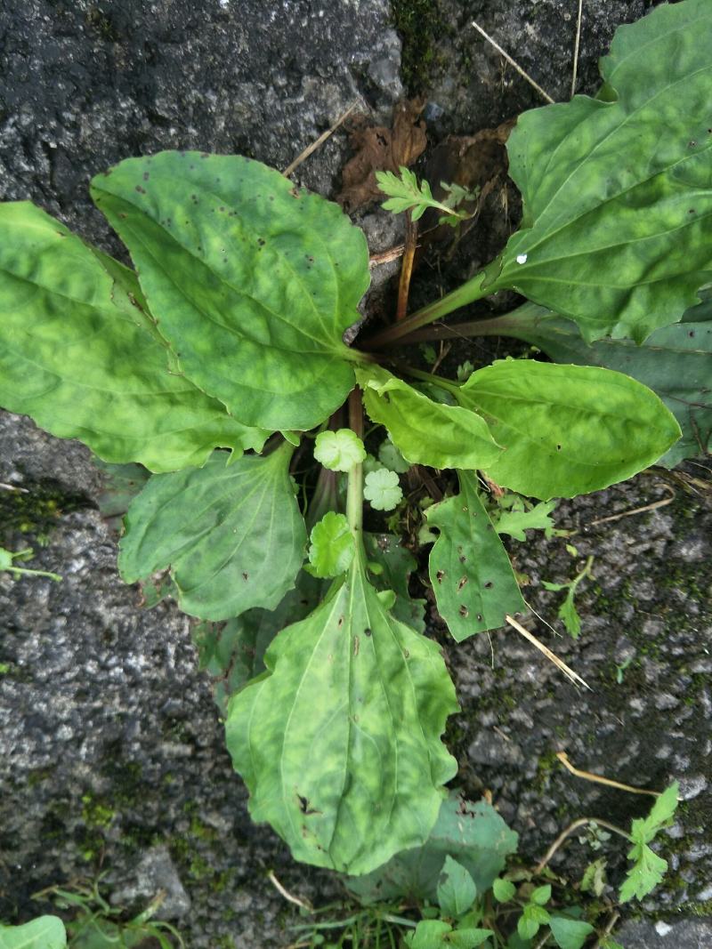 野生车前草