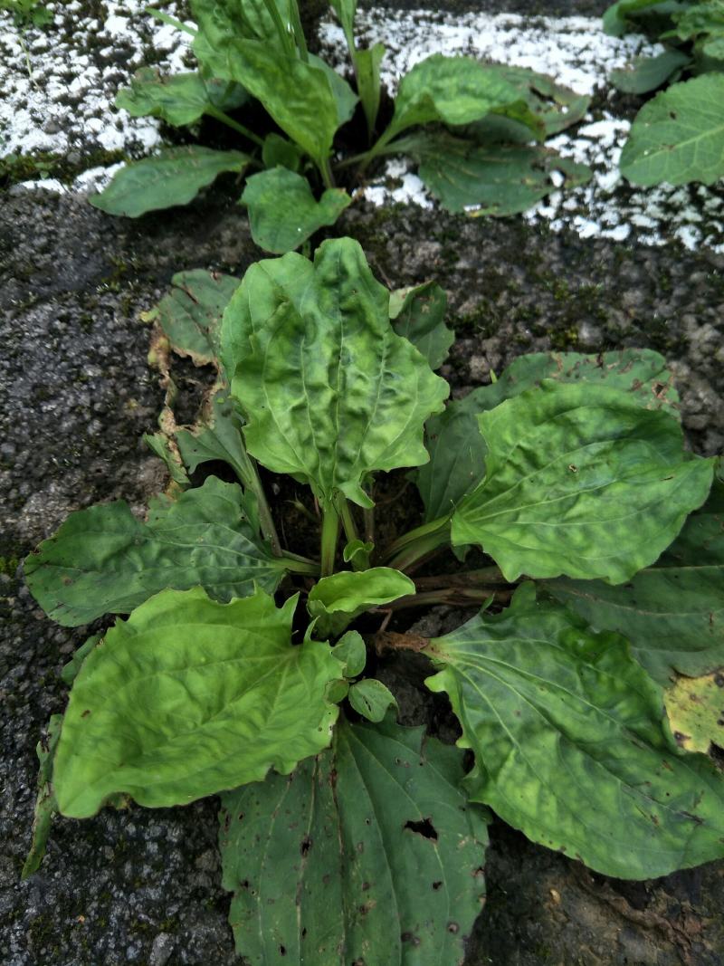 野生车前草
