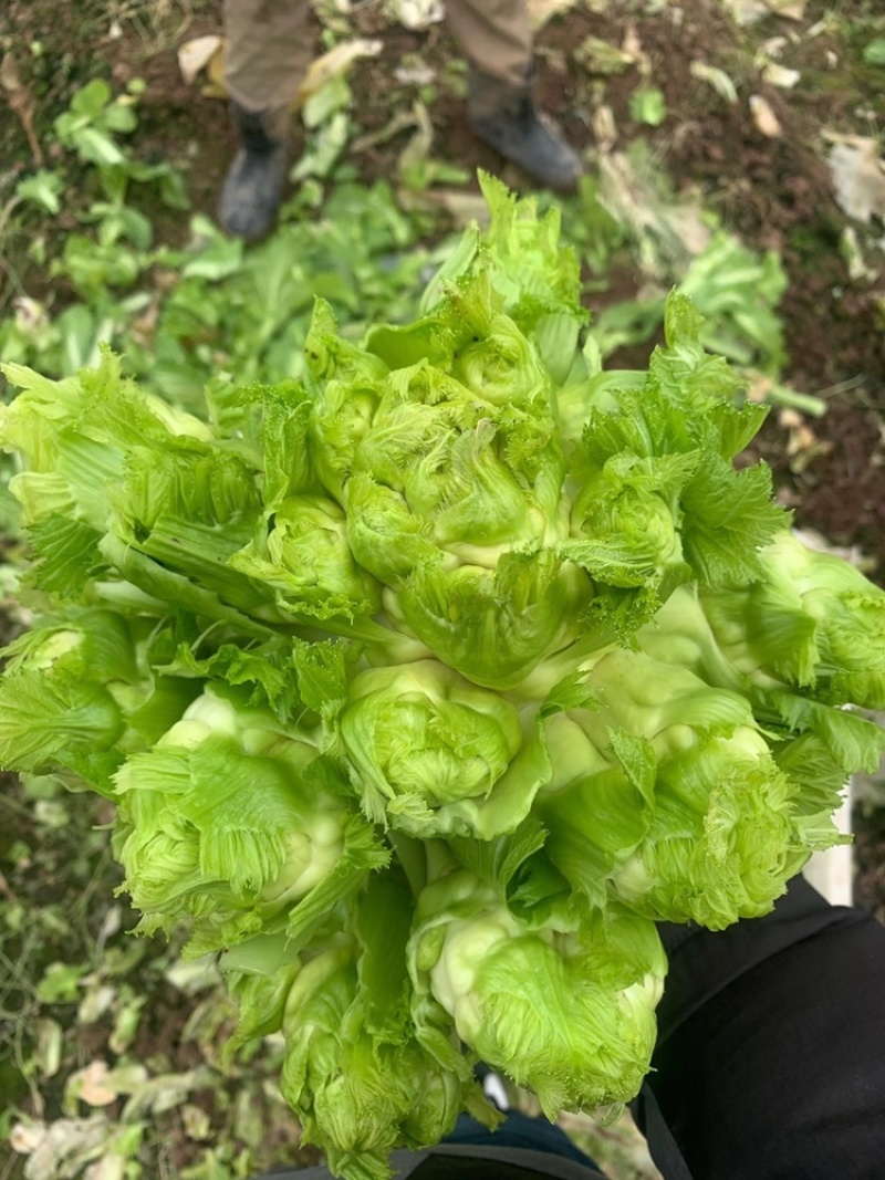 儿菜种子，丁家儿菜种子，儿菜发源地种子！提供技术支持