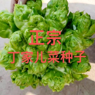 儿菜种子，丁家儿菜种子，儿菜发源地种子！提供技术支持