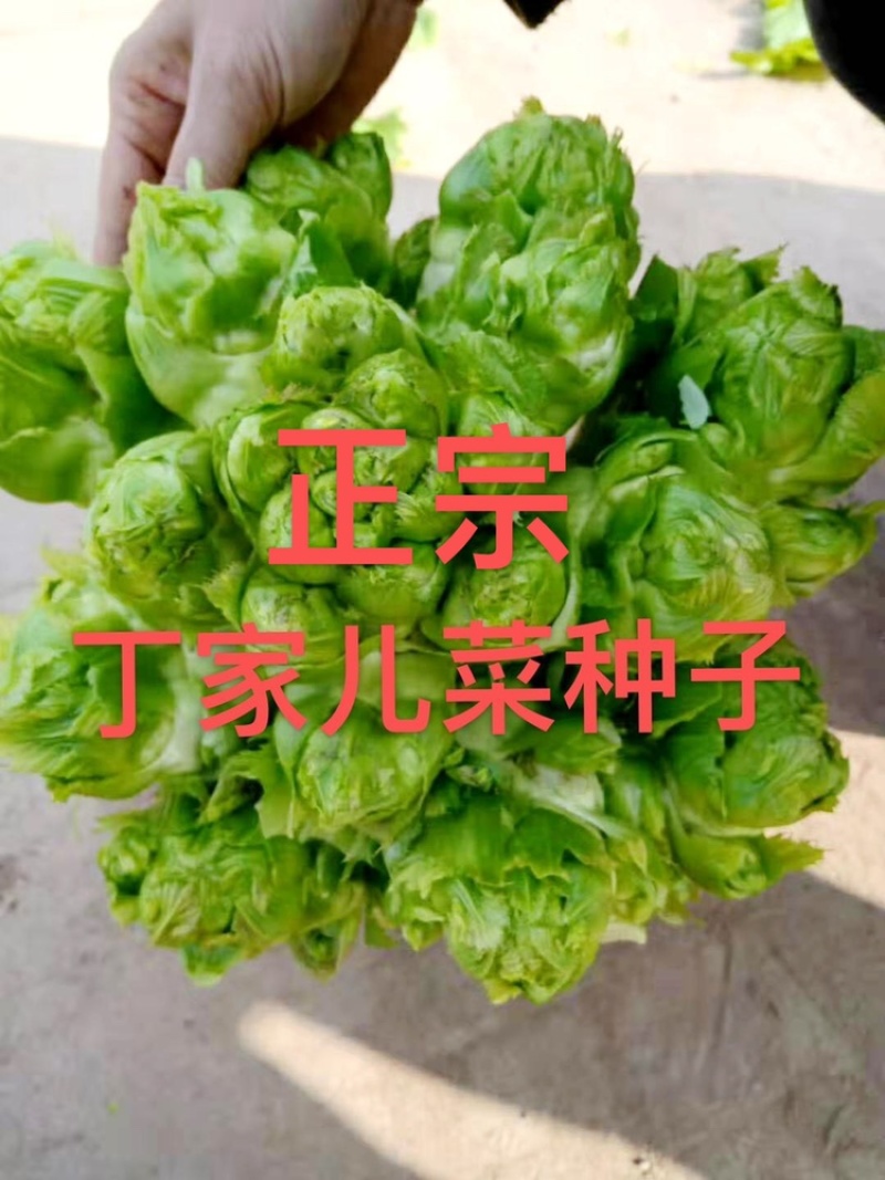 儿菜种子，丁家儿菜种子，儿菜发源地种子！提供技术支持