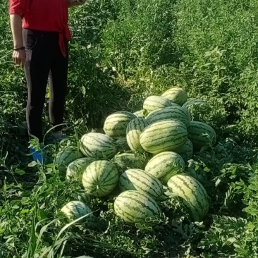 金华一号，双红金城5号西瓜，质量好，价格实惠