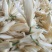 白玉兰花，也叫香花，随身带一朵，天然花清香气味