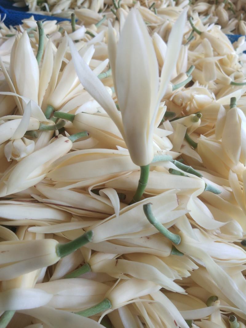 白玉兰花，也叫香花，随身带一朵，天然花清香气味
