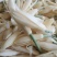 白玉兰花，也叫香花，随身带一朵，天然花清香气味