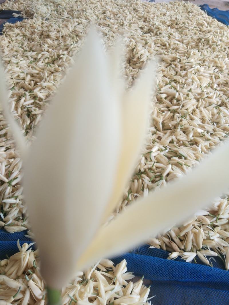 白玉兰花，也叫香花，随身带一朵，天然花清香气味