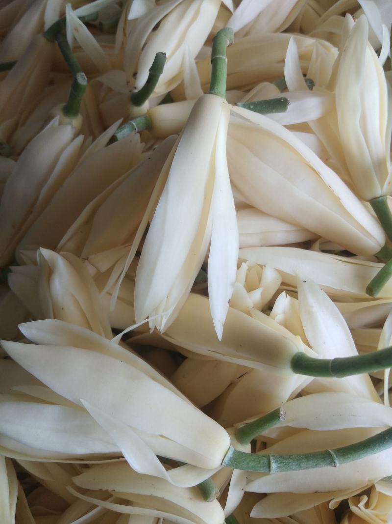 白玉兰花，也叫香花，随身带一朵，天然花清香气味