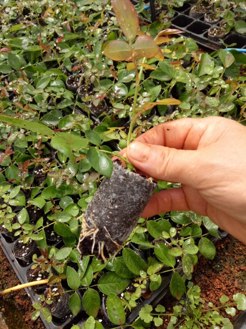云南食用玫瑰种小苗，自产自销根系发达，品质保证，量大从优