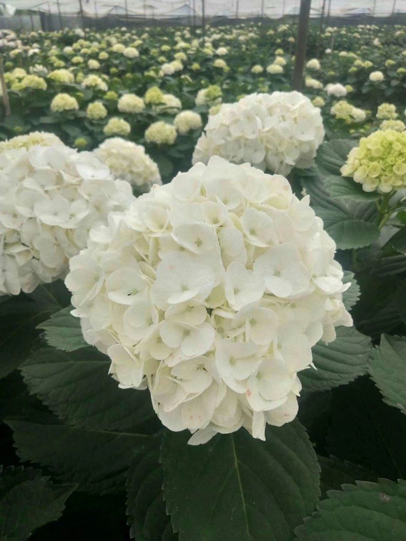云南批发绣球花小苗基地发货，空运包邮到家