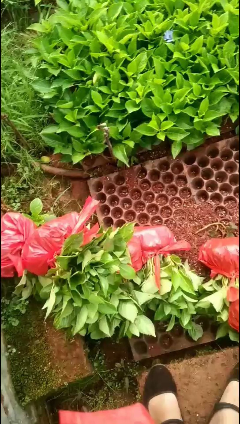 云南批发绣球花小苗基地发货，空运包邮到家