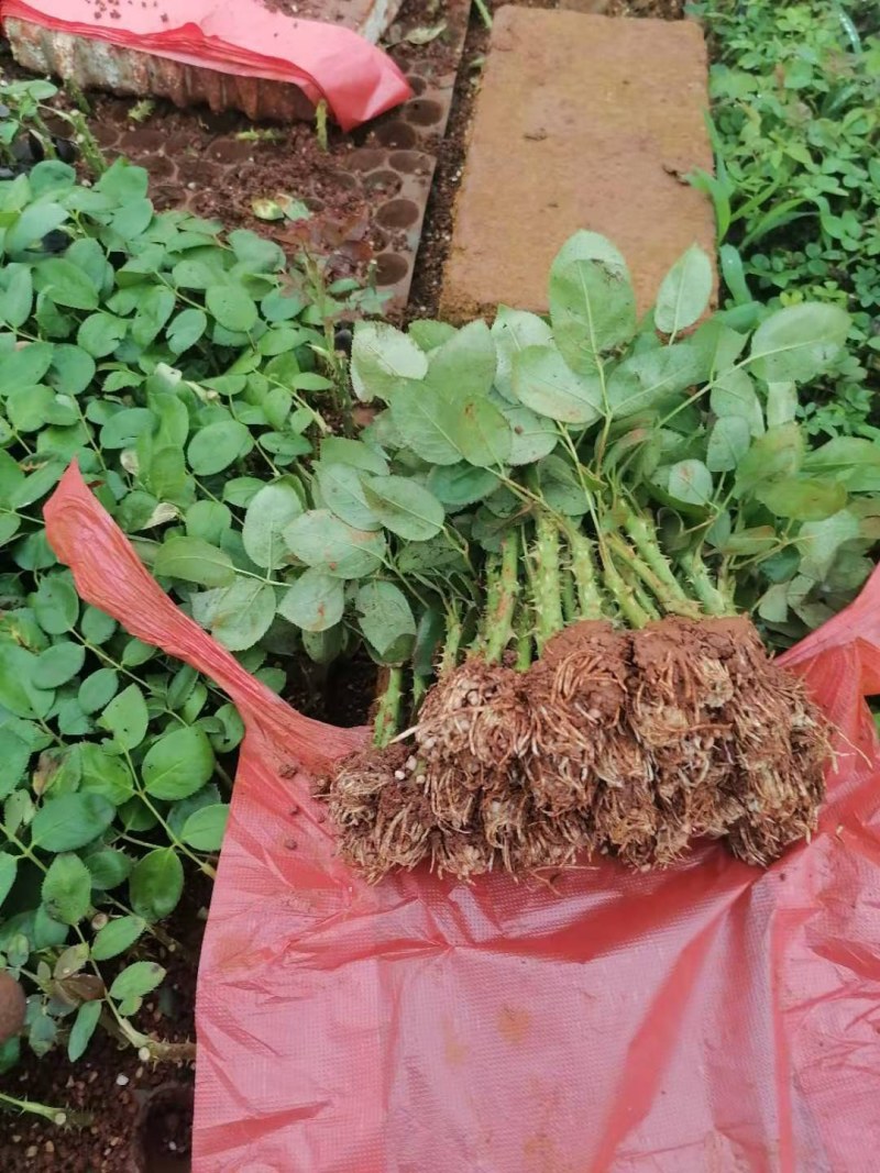 斗南基地发货玫瑰小苗，可做鲜切花种苗，绿化带