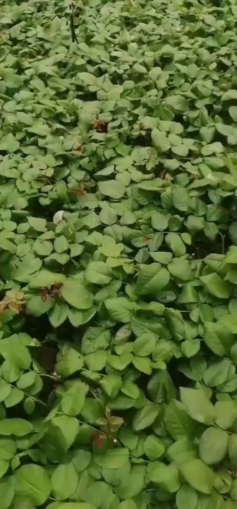 玫瑰苗10~20cm，一年四季开花，味道清香，可做盆栽